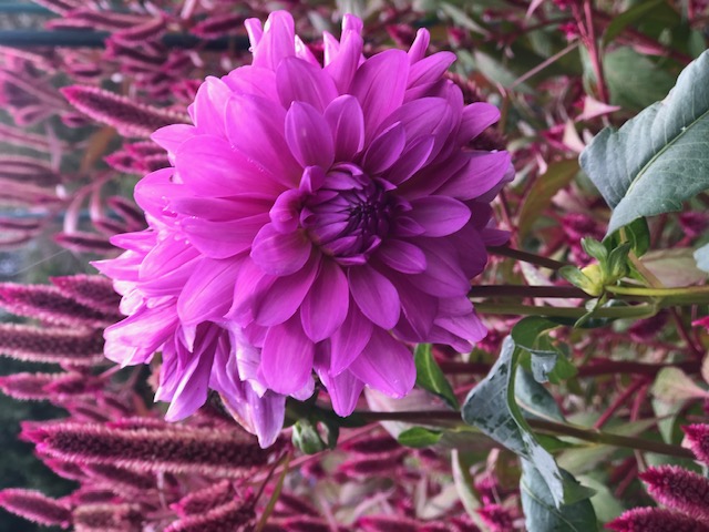Garden Flower Design